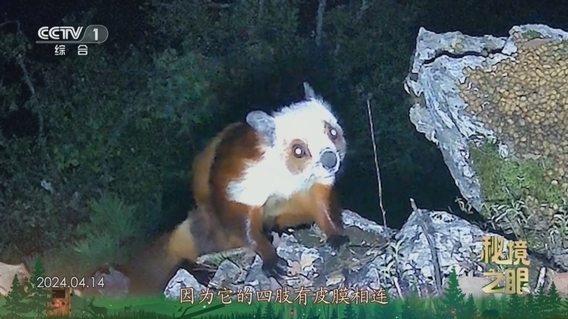 秘境之眼 《秘境之眼》 红白鼯鼠 20250313