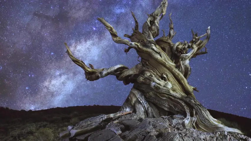 《树：地球的超级能量》第1集