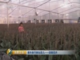 消费主张 《消费主张》 20160119 猴年春节新玩意儿——迎春花卉