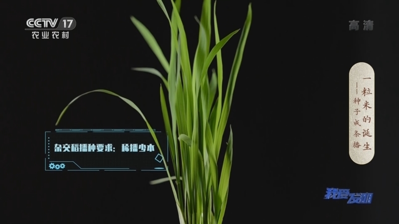 我爱发明 《我爱发明》 20220922 一粒米的诞生——种子成条播