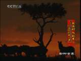 动物世界 动物世界 2010年 第185期
