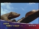 动物世界 《动物世界》 20130504 细尾獴之“小鬼当家”（下）