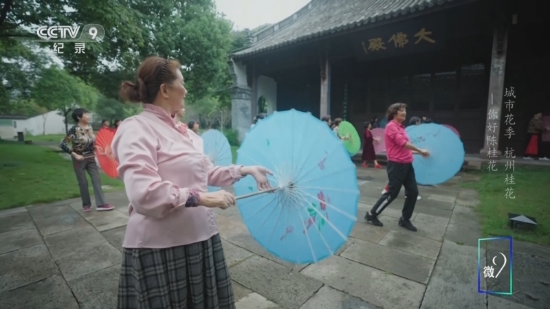 《城市花季 杭州桂花》 第5集 你好陈桂花