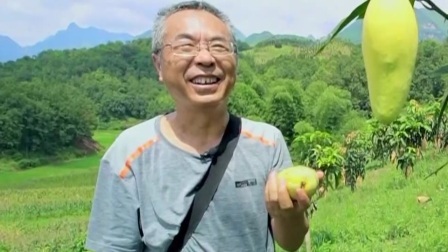 与梦想合拍 芒果香甜满树梢