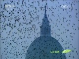 人与自然 《人与自然》 20160621 飞越地球——欧洲（上）