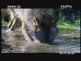动物世界 《动物世界》 20121011