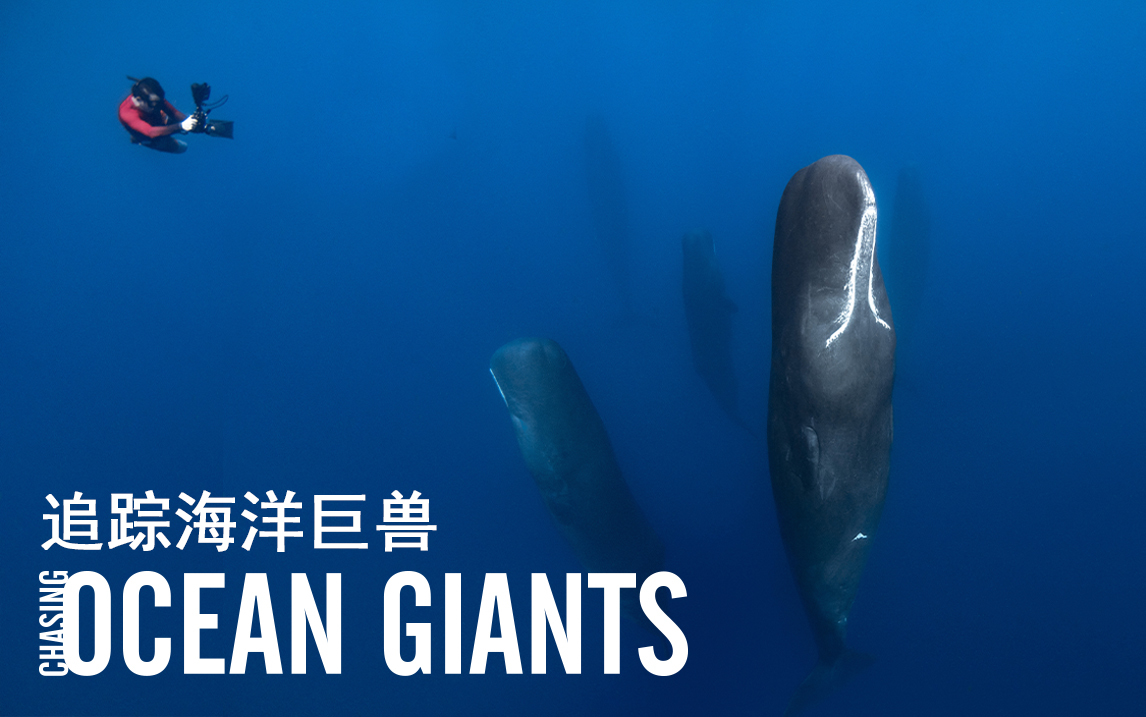 抹香鲸大战乌贼