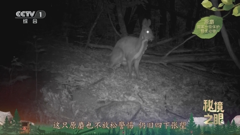 秘境之眼 《秘境之眼》 原麝 20251126