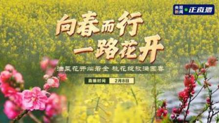 向春而行 一路花开 油菜花开灿若金 桃花绽放满园春