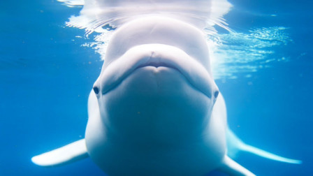 5种意想不到的救人动物，真实的动物救人事迹