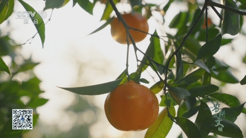 《农耕探文明》 第20集 重庆万州 红桔栽培系统