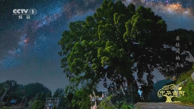 《中华古树》 桑植闽楠王