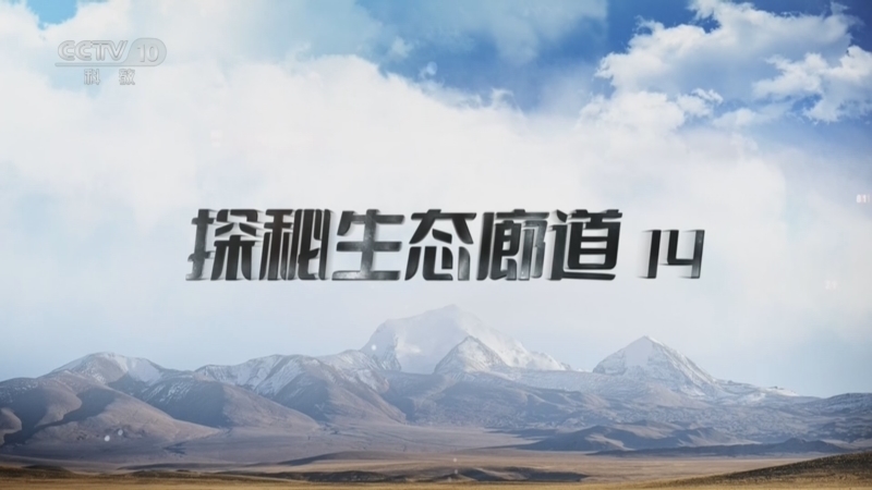 《地理·中国》 20260531 探秘生态廊道14