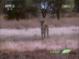 人与自然 《人与自然》 20151024 自然发现：残忍的猎手（上）