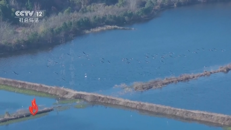 《道德观察(日播版)》 20260118 天鹅的冬日驿站