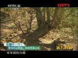 远方的家 《边疆行》第77集 寻找天山雪莲《远方的家》20111025