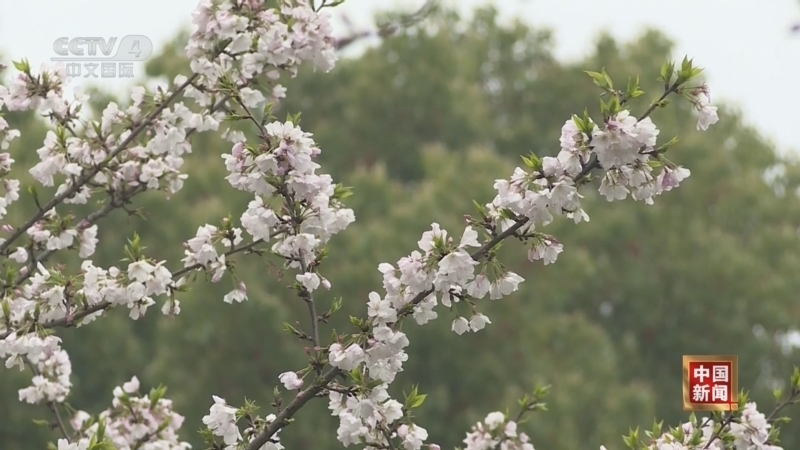 《中国新闻》 20260410 04:00