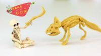 超能玩具白白侠 恐龙化石惊喜袋 原角龙 373