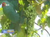 重庆新闻联播 《重庆新闻联播》 20170710