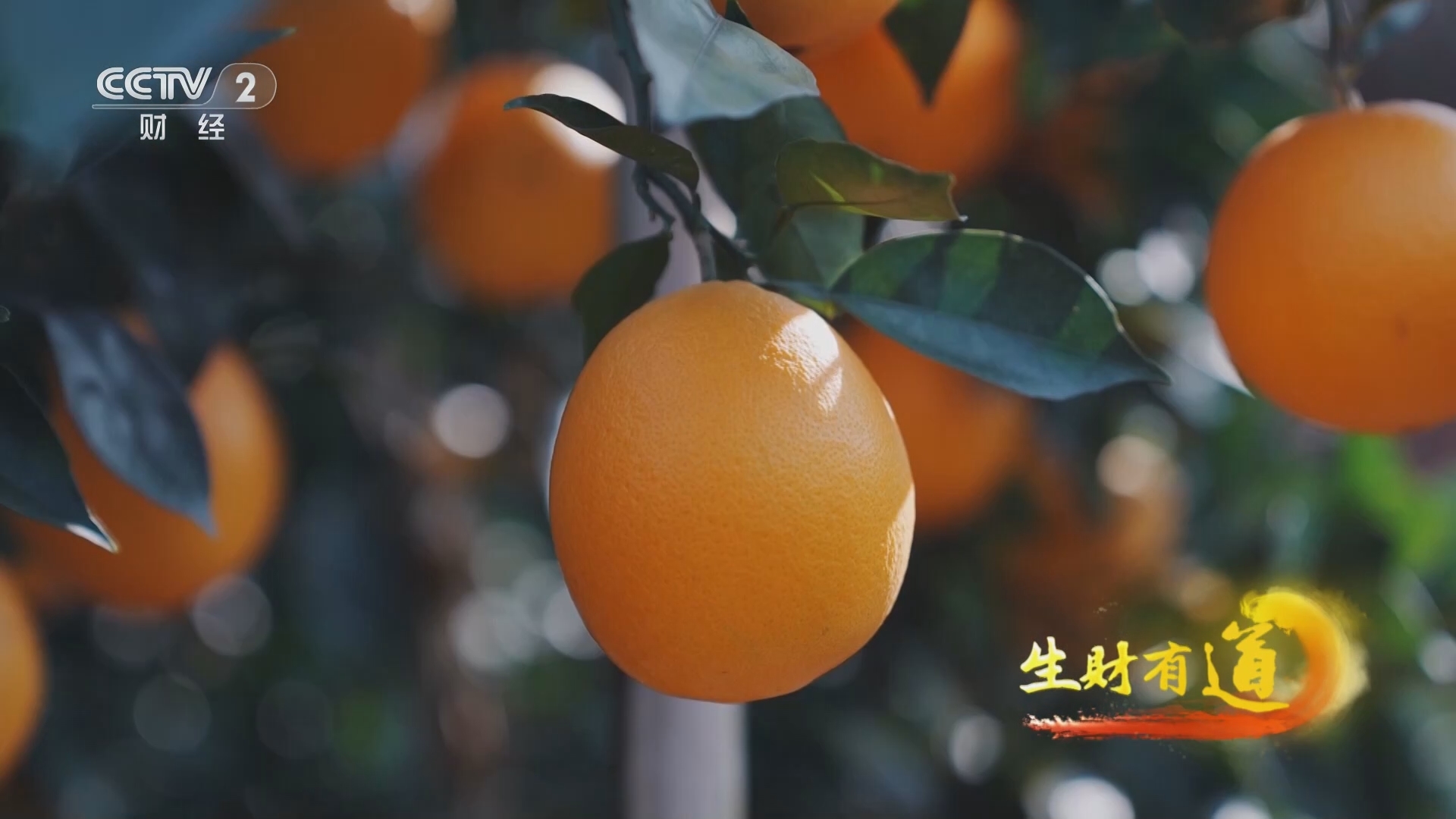 生财有道 《生财有道》 20240104 橙乡特产 抢收在冬季