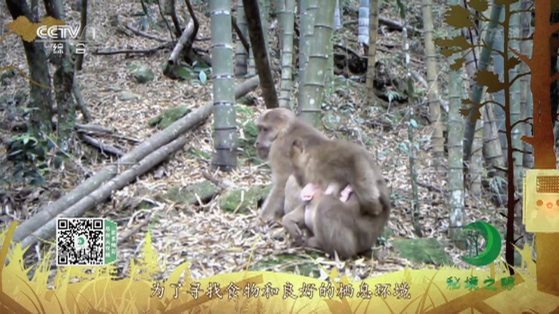 《秘境之眼》 藏酋猴 20211128