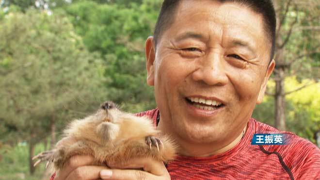 致富经 [致富经]大叔恋上麝香鼠 一年卖出千万财 20190618