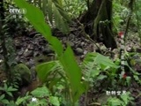 动物世界 《动物世界》 20170906 林中隐士猎捕行动