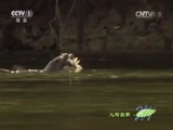 人与自然 《人与自然》 20141020 自然故事：卡洛琳娜小姐和她的水獭儿子（上）