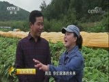 生财有道 《生财有道》 20171019 咱们家乡有特产（秋收系列）——人参带来特色财