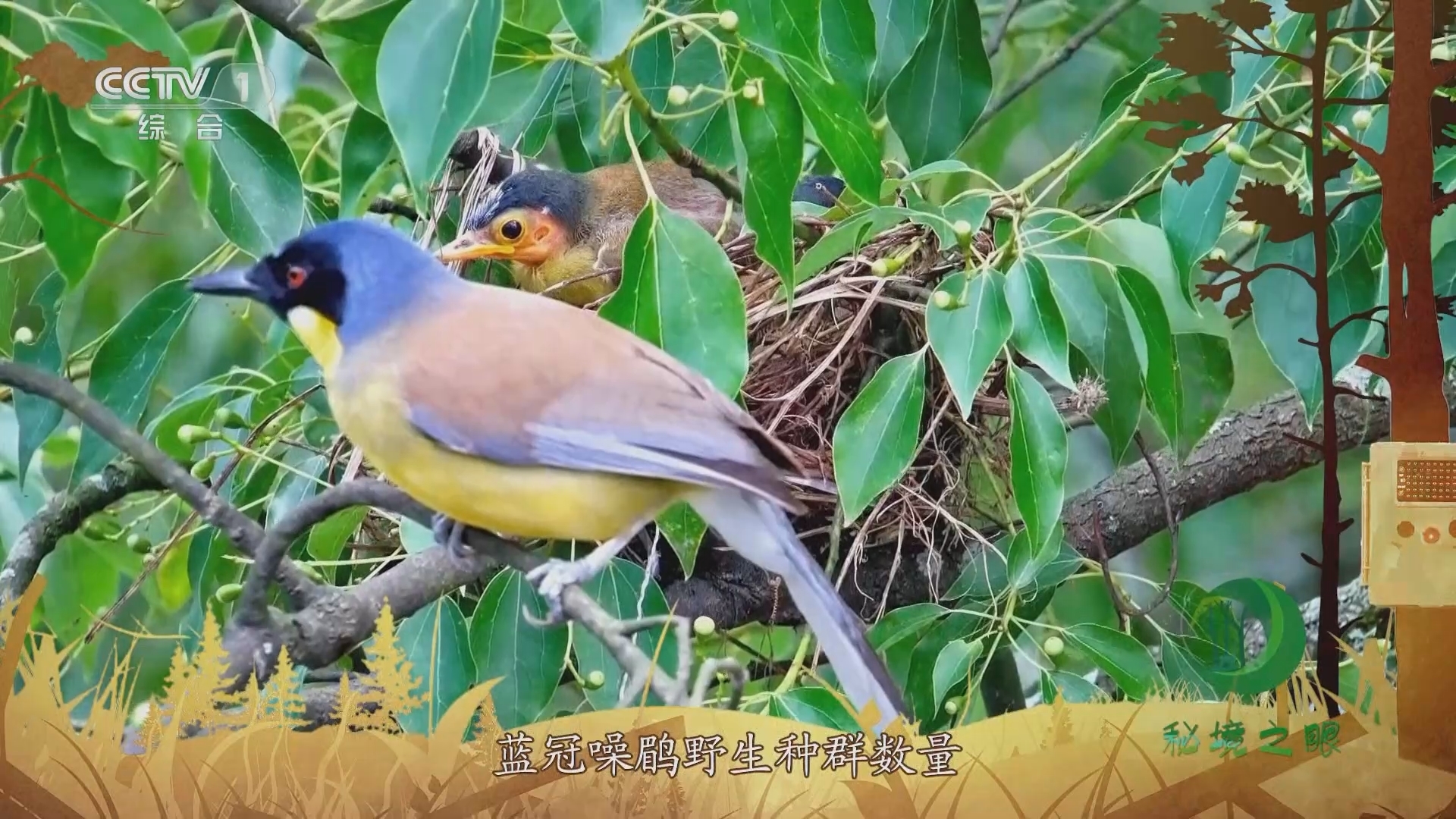 秘境之眼 《秘境之眼》 20231210 蓝冠噪鹛
