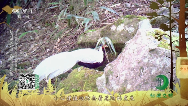 《秘境之眼》 中华鬣羚/毛冠鹿/黄腹角雉/藏酋猴/白鹇/小麂 20211021