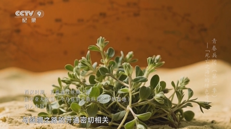 《青春兵团 第二季》 第3集 “死亡之海”的绿色奇迹