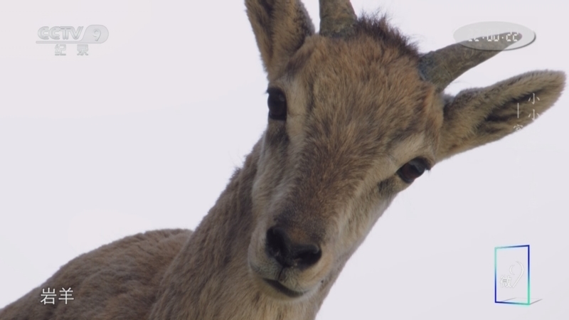 《小小世界 祁连山》 第1集 家在高山