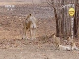 自然传奇 《自然传奇》 20170428 探秘自然·杀手成长中