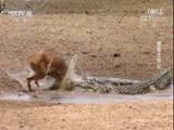 自然传奇 《自然传奇》 20171029 鳄鱼生存记