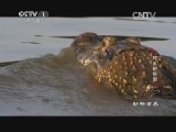 动物世界 《动物世界》 20141030 鳄鱼的眼泪（一）