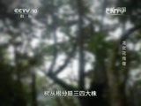 地理中国 《地理中国》龙女花传奇 20150309