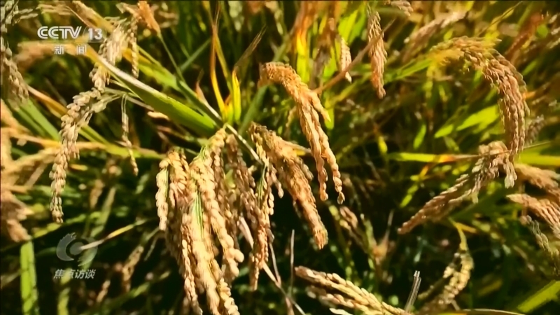 《焦点访谈》 20260303 跟着总书记上两会 向新向优 非凡答卷