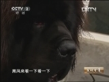 生财有道 [生财有道]小桑的驴系藏獒(20130227)