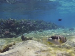 蓝色星球 第二季（Blue Planet II ） 蓝色星球 第二季第1集：一个海洋