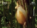 自然传奇 《自然传奇》 20171118 天生的掠食者