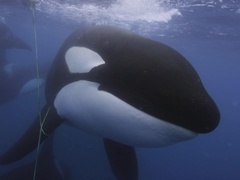 鲸的秘密第一季（Secrets of the Whales）中文版第1集：虎鲸王朝