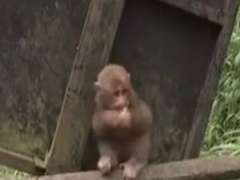 经典传奇 “猴哥”减肥记