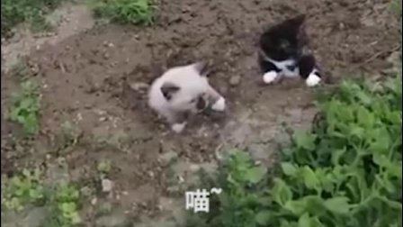 猫男AaronsAnimals 第一季 只需要一些猫粮和牛奶 猫男大师竟然就把喵星人从土里种出来了 11