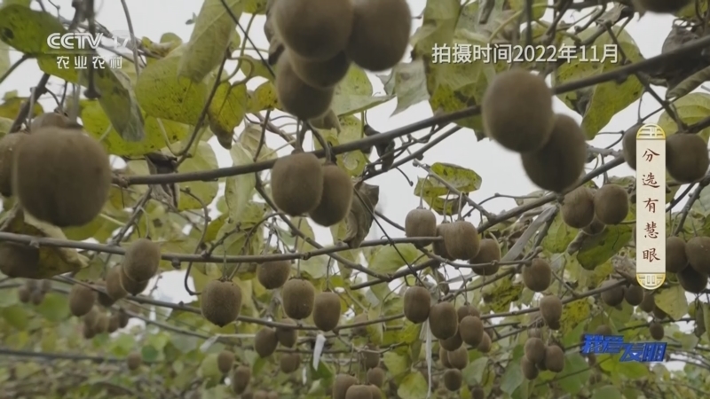 我爱发明 《我爱发明》 20230905 分选有慧眼