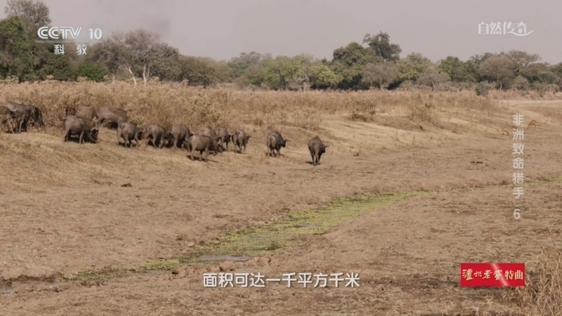 自然传奇 《自然传奇》 20240819 非洲致命猎手 6