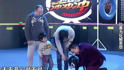 狗狗冲冲冲 边境牧羊犬吃醋卖萌