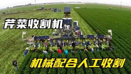 国外是如何收割芹菜的？几十个人流水线操作，涨知识了