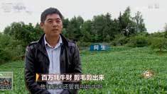 致富经 [致富经]百万牦牛财 剪毛剪出来 20180903