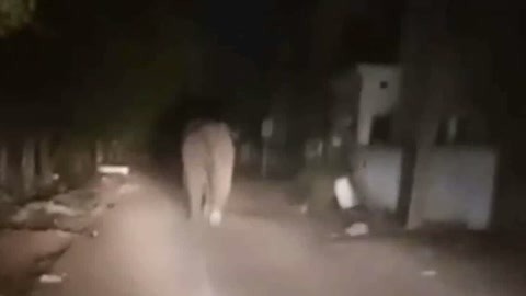 网罗天下 印两男子被象群踩踏致死